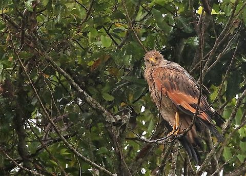 Savanna Hawk A wet Savanna Hawk on the Llanos Buteogallus meridionalis,Hato La Aurora,Los Llanos,Savanna Hawk