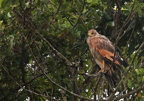 Savanna Hawk Trying to shelter against the rain. Buteogallus meridionalis,Hato La Aurora,Los Llanos,Savanna Hawk