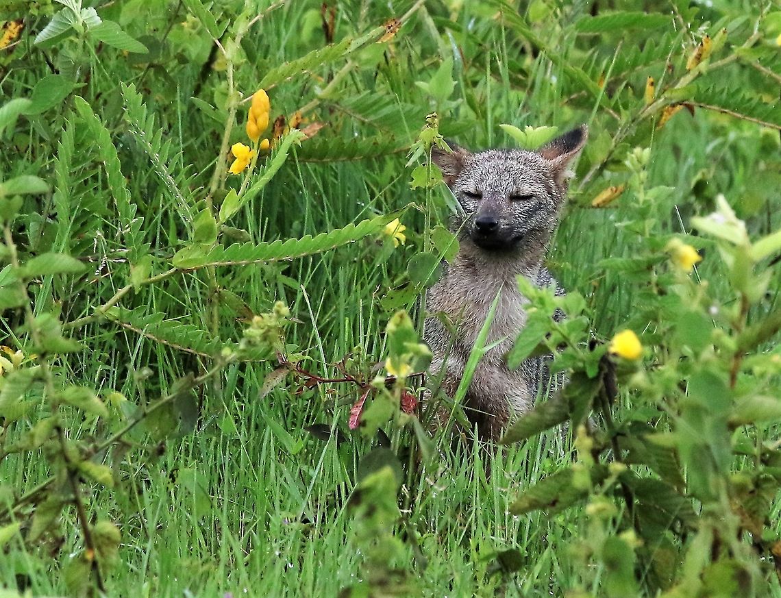 Zorro comfortable in his own skin Looking for cats, found a striking dog Cerdocyon thous,Crab-eating fox,Hato La Aurora,Los Llanos