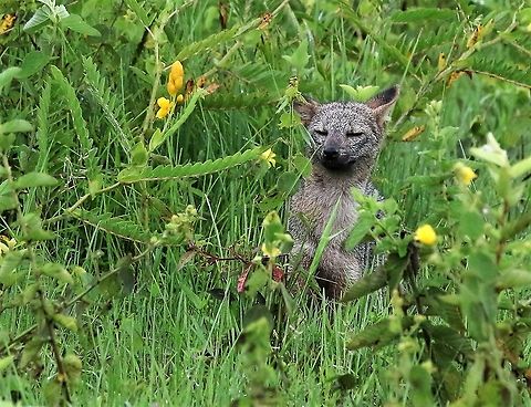 Zorro comfortable in his own skin Looking for cats, found a striking dog Cerdocyon thous,Crab-eating fox,Hato La Aurora,Los Llanos