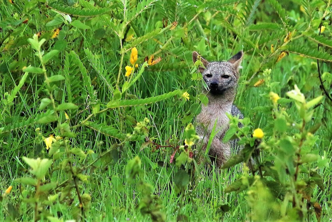 Zorro on Los Llanos Very excited to see the &quot;Zorro&quot; Cerdocyon thous,Crab-eating fox,Hato La Aurora,Los Llanos
