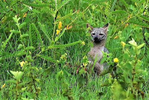 Zorro on Los Llanos Very excited to see the "Zorro" Cerdocyon thous,Crab-eating fox,Hato La Aurora,Los Llanos