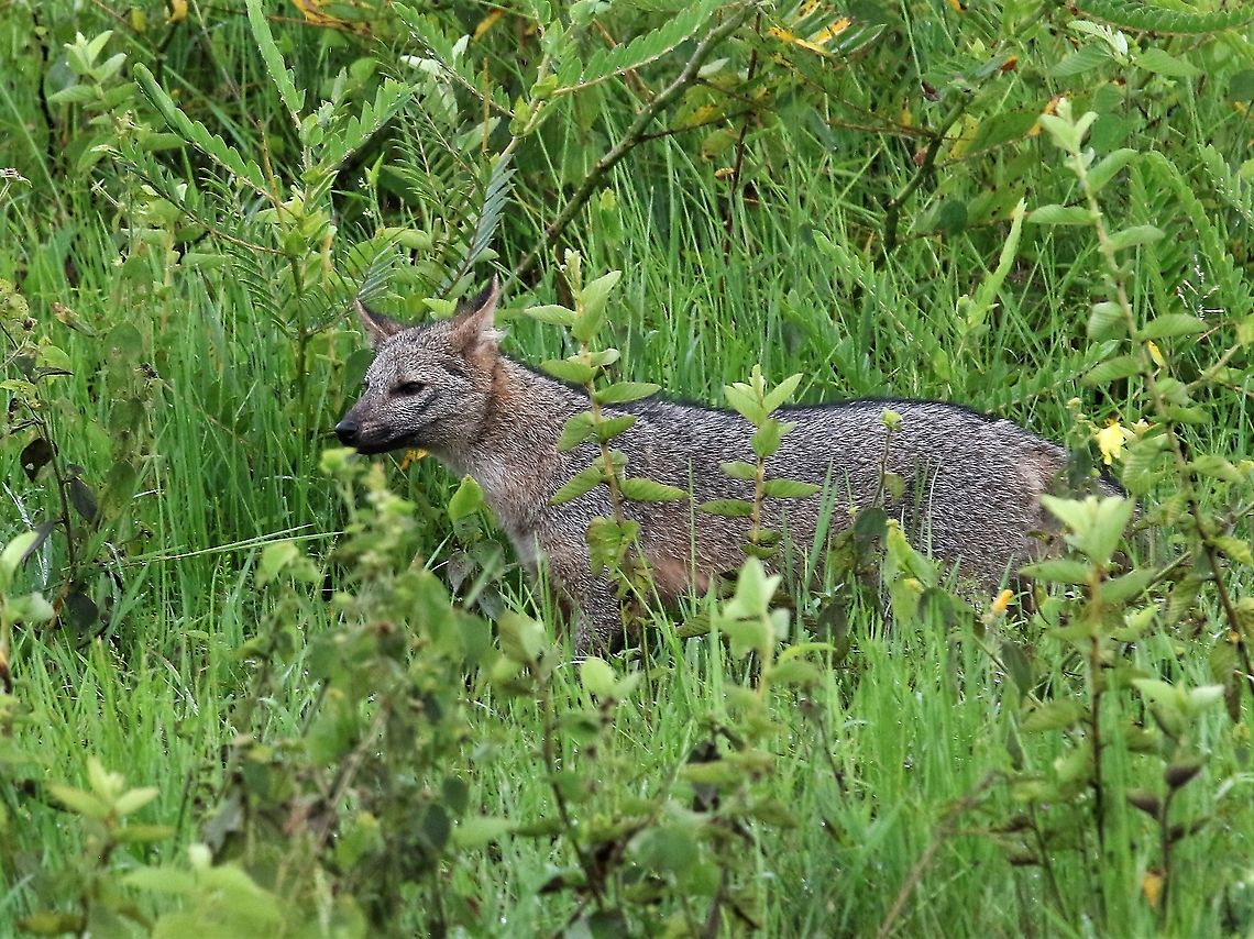 Zorro - then he was gone On Los Llanos Cerdocyon thous,Crab-eating fox,Hato La Aurora,Los Llanos