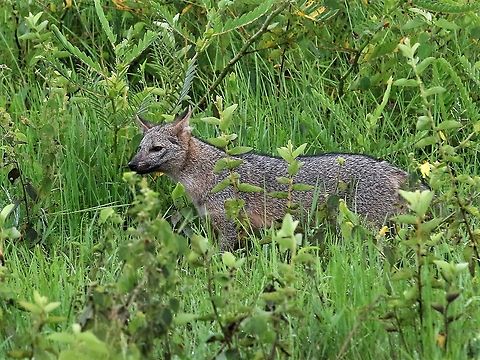 Zorro - then he was gone On Los Llanos Cerdocyon thous,Crab-eating fox,Hato La Aurora,Los Llanos