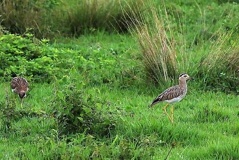 Pair of Double-striped Thick-knees A striking bird on the Llanos Burhinus bistriatus,Double-striped thick-knee,Hato La Aurora,Los Llanos