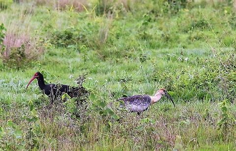 Buff-necked & Sharp-tailed Ibis On the Llanos - 2 species together Buff-necked Ibis,Cercibis oxycerca,Hato La Aurora,Los Llanos,Sharp-tailed ibis,Theristicus caudatus