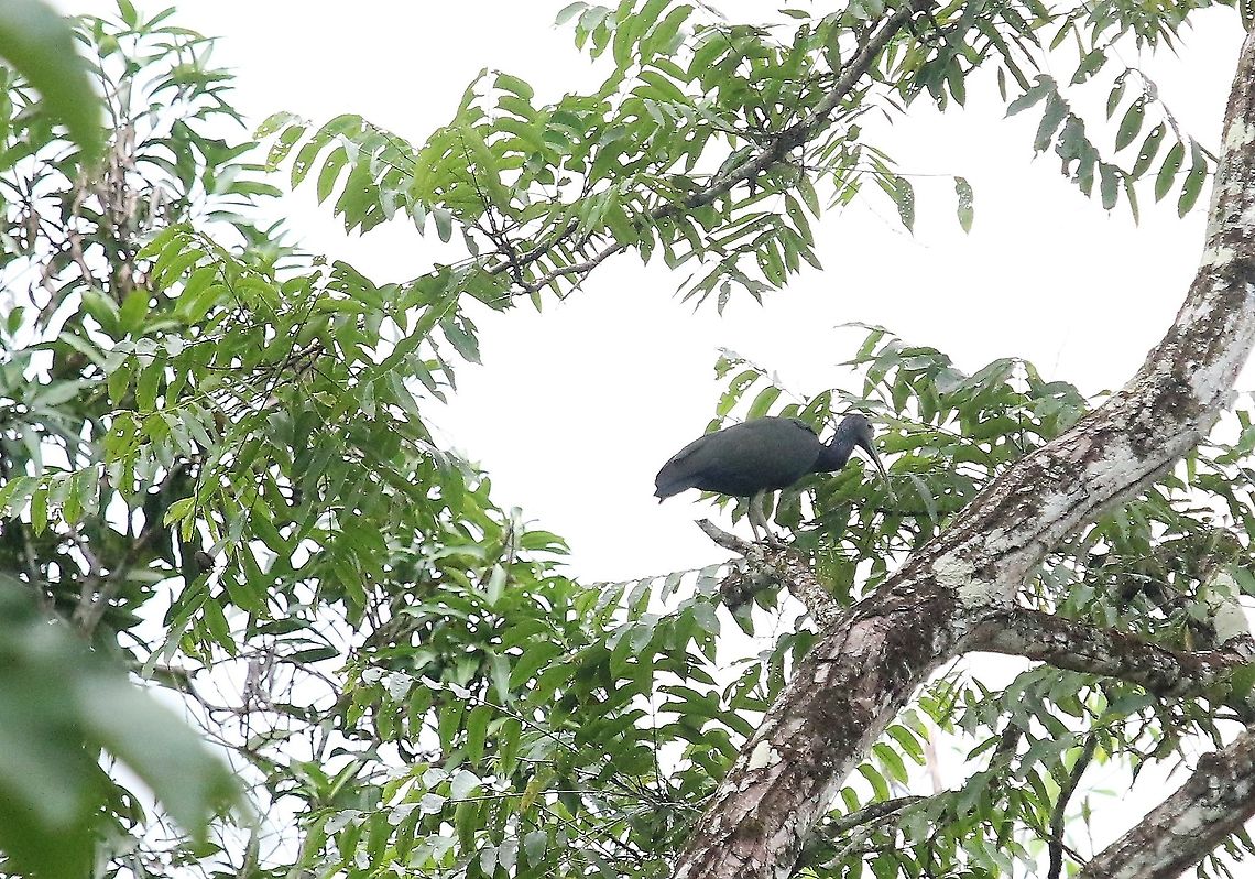 Green Ibis above stream to Laguna Negra Another Ibis in this state Green Ibis,Laguna Negra,Mesembrinibis cayennensis,San José del Guaviare