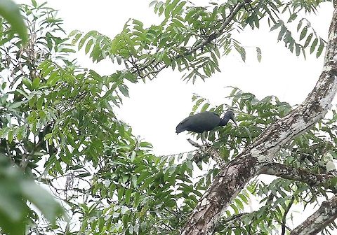 Green Ibis above stream to Laguna Negra Another Ibis in this state Green Ibis,Laguna Negra,Mesembrinibis cayennensis,San José del Guaviare