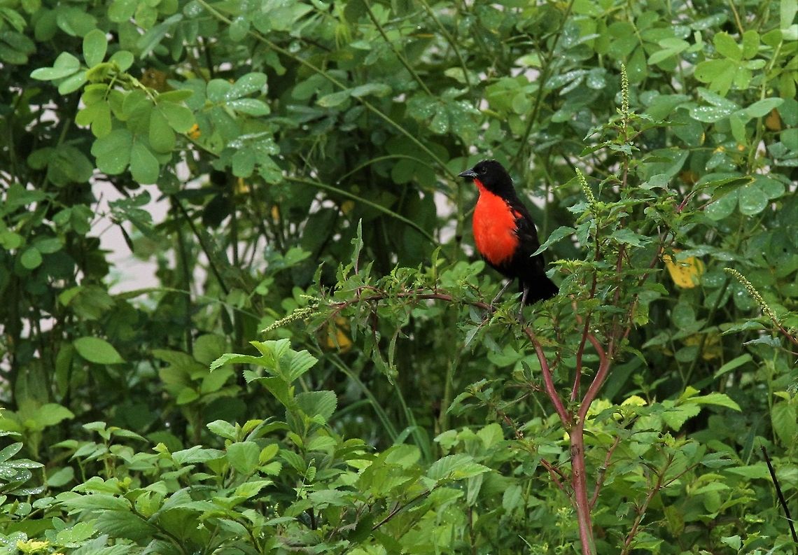 Red-breasted Blackbird At Hato Pinero Hato Pinero,Los Llanos,Red-breasted blackbird,Sturnella militaris