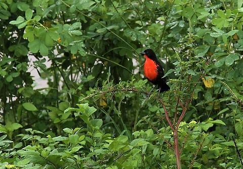 Red-breasted Blackbird At Hato Pinero Hato Pinero,Los Llanos,Red-breasted blackbird,Sturnella militaris