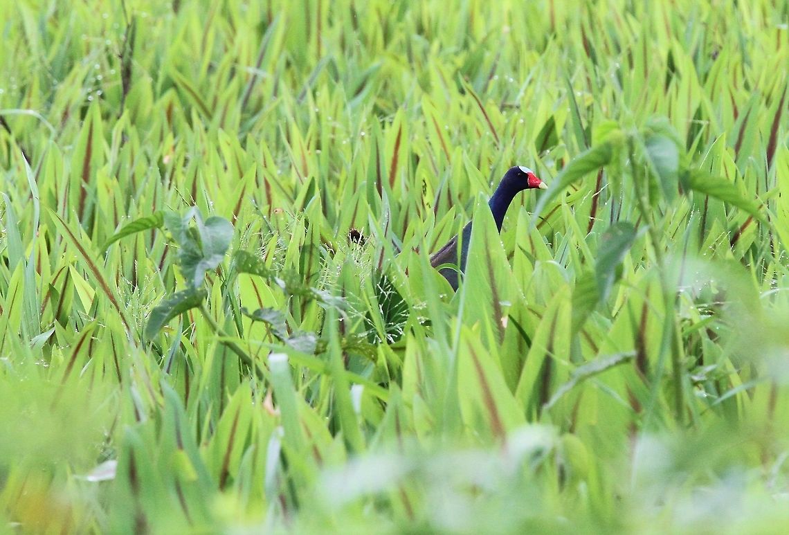 Purple Gallinule On the Llanos at Hato Pinero Hato Pinero,Los Llanos,Porphyrio martinicus,Purple gallinule