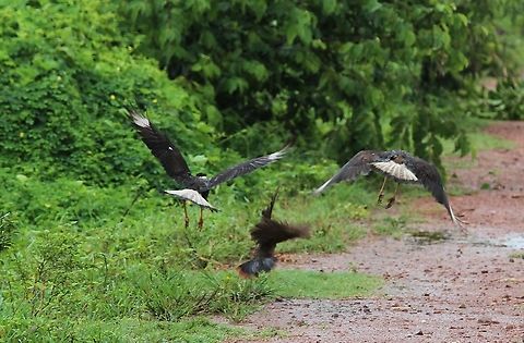 Rufous-vented chachalaca chased by Crested Caracaras On its own, then in swooped 2 Crested Caracaras - no more drama, they all flew off safely Hato Pinero,Los Llanos,Ortalis ruficauda,Rufous-vented chachalaca