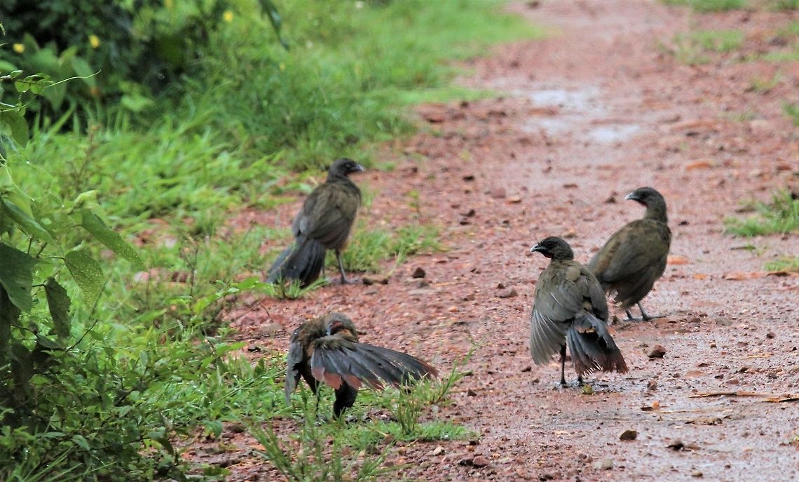 Rufous-Vented Chachalacas Having a very chilled time at Hato Pinero Hato Pinero,Los Llanos,Ortalis ruficauda,Rufous-vented chachalaca