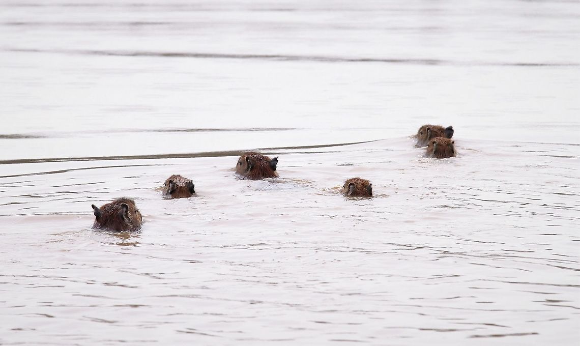 Capybara family swimming 2 adults and pups swimming Capybara,Hato Pinero,Hydrochoerus hydrochaeris,Los