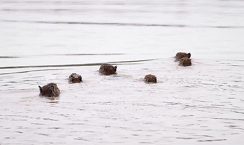 Capybara family swimming 2 adults and pups swimming Capybara,Hato Pinero,Hydrochoerus hydrochaeris,Los