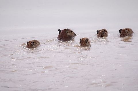 Adult and 4 pups swimming Very, very good swimmers! Capybara,Hato Pinero,Hydrochoerus hydrochaeris,Los Llanos