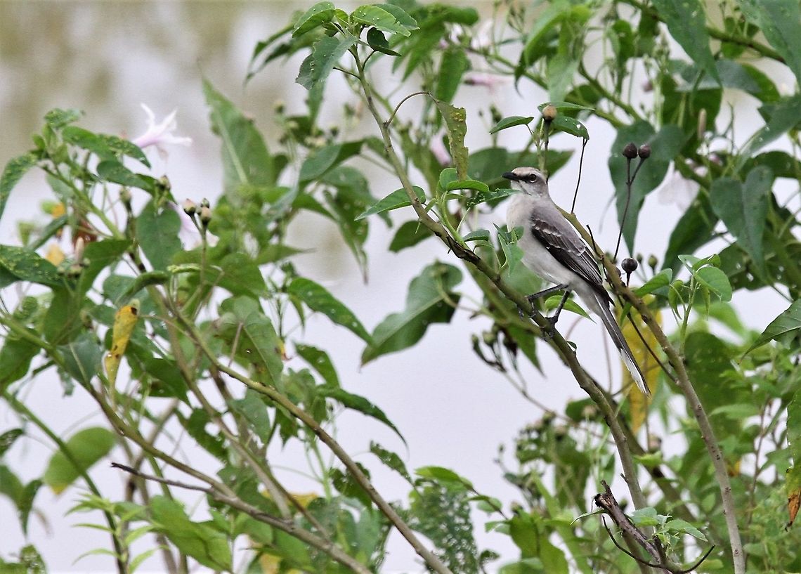 Tropical Mockingbird On the Llanos Hato Pinero,Los Llanos,Mimus gilvus,Tropical Mock