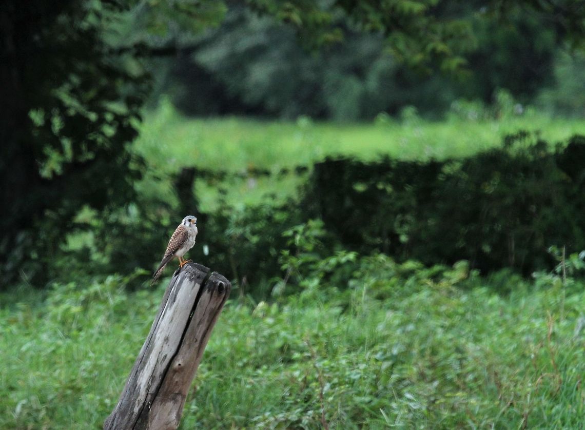 American Kestel on the "Stump" Very amenable little falcon perching fairly close by on the Llanos American Kestrel,Falco sparverius,Hato Pinero,Los Llanos