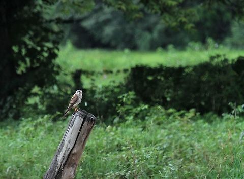 American Kestel on the "Stump" Very amenable little falcon perching fairly close by on the Llanos American Kestrel,Falco sparverius,Hato Pinero,Los Llanos