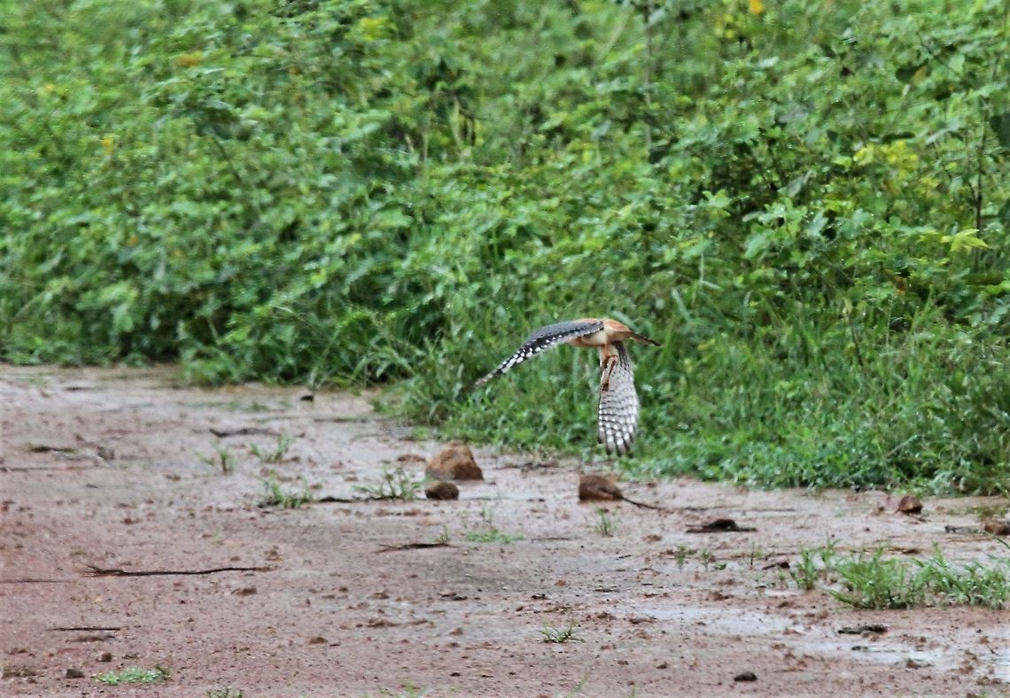 American Kestrel in flight Wonderfully coloured small falcon American Kestrel,Falco sparverius,Hato Pinero,Los Llanos