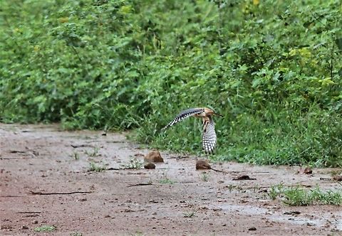 American Kestrel in flight Wonderfully coloured small falcon American Kestrel,Falco sparverius,Hato Pinero,Los Llanos