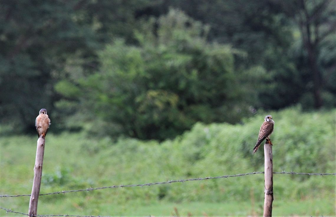A pair of American Kestrels A pair of posers! American Kestrel,Falco sparverius,Hato Pinero,Los Llanos