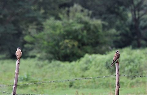 A pair of American Kestrels A pair of posers! American Kestrel,Falco sparverius,Hato Pinero,Los Llanos
