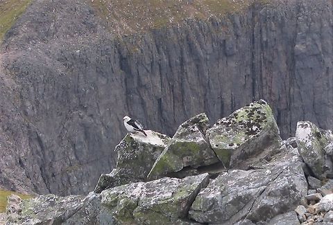 Snow Bunting, Scotland Snow Bunting in front of the Triple Buttress on Beinn Eighe  Plectrophenax nivalis,Scotland,Snow bunting,Torridon