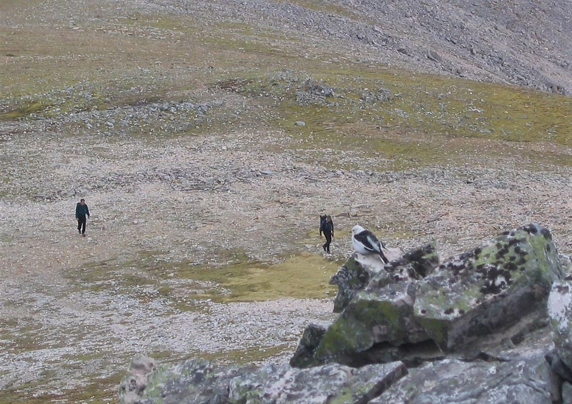 Snow Bunting Snow Bunting on Beinn Eighe keeping an eye on the walkers - The edge of the Snow Bunting's range Plectrophenax nivalis,Scotland,Snow bunting,Torridon