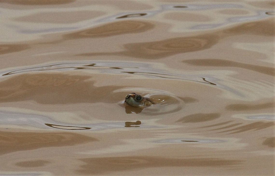 Podocnemis unifilisn - yellow spotted amazon river turtle I believe this to be Podocnemis unifilis (Yellow-spotted Amazon River Turtle)  but (possible expansa) - Do we have an expert - I've researched - it's in the right area and I've been persuaded by the following - unfortunately didn't see any more of it -   <a href="http://www.thealexandriazoo.com/YellowSpottedRiverTurtle.html" rel="nofollow">http://www.thealexandriazoo.com/YellowSpottedRiverTurtle.html</a>  Hato Pinero,Los Llanos,Podocnemis unifilis,Yellow-spotted Amazon river turtle