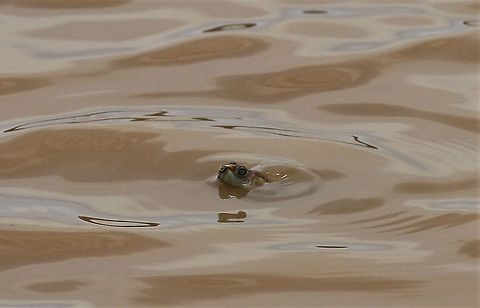 Podocnemis unifilisn - yellow spotted amazon river turtle I believe this to be Podocnemis unifilis (Yellow-spotted Amazon River Turtle)  but (possible expansa) - Do we have an expert - I've researched - it's in the right area and I've been persuaded by the following - unfortunately didn't see any more of it -   http://www.thealexandriazoo.com/YellowSpottedRiverTurtle.html  Hato Pinero,Los Llanos,Podocnemis unifilis,Yellow-spotted Amazon river turtle