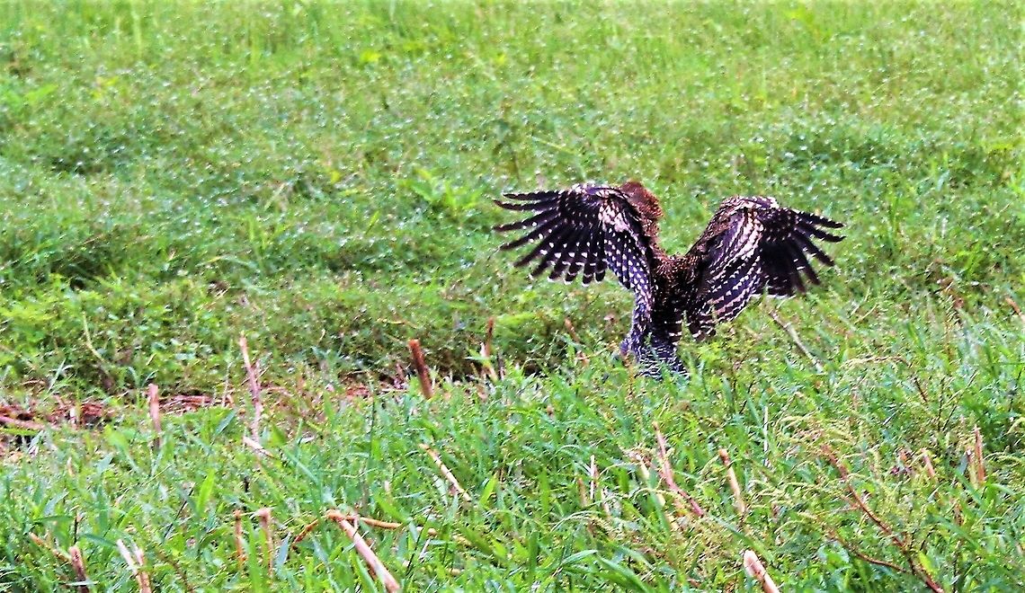 Fasciated Tiger-heron landing Landing on the Llanos Fasciated Tiger Heron,Hato Pinero,Los Llanos,Tigrisoma fasciatum
