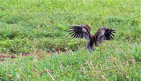 Fasciated Tiger-heron landing Landing on the Llanos Fasciated Tiger Heron,Hato Pinero,Los Llanos,Tigrisoma fasciatum