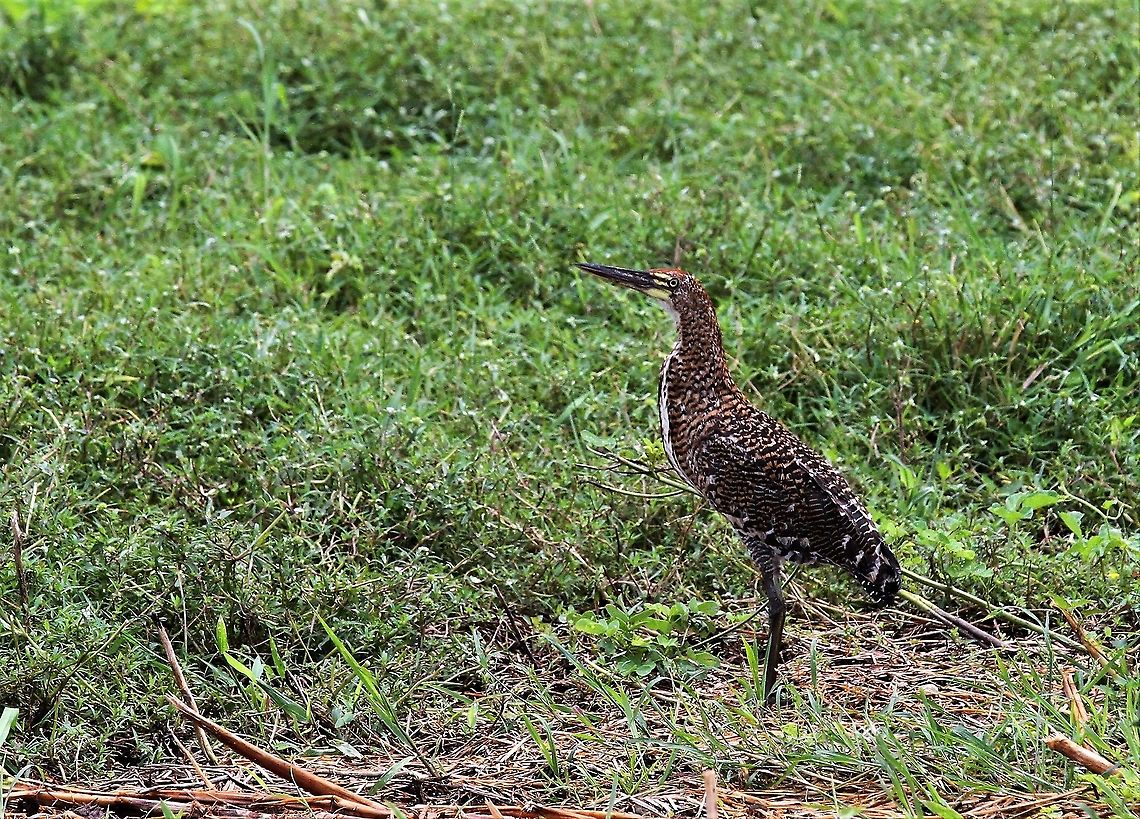 Fasciated Tiger-heron Ah, after the shake, what's here? Fasciated Tiger Heron,Hato Pinero,Los Llanos,Tigrisoma fasciatum
