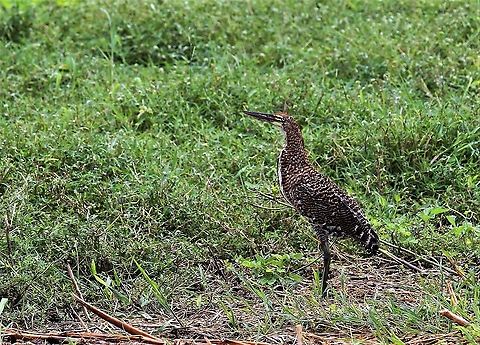 Fasciated Tiger-heron Ah, after the shake, what's here? Fasciated Tiger Heron,Hato Pinero,Los Llanos,Tigrisoma fasciatum