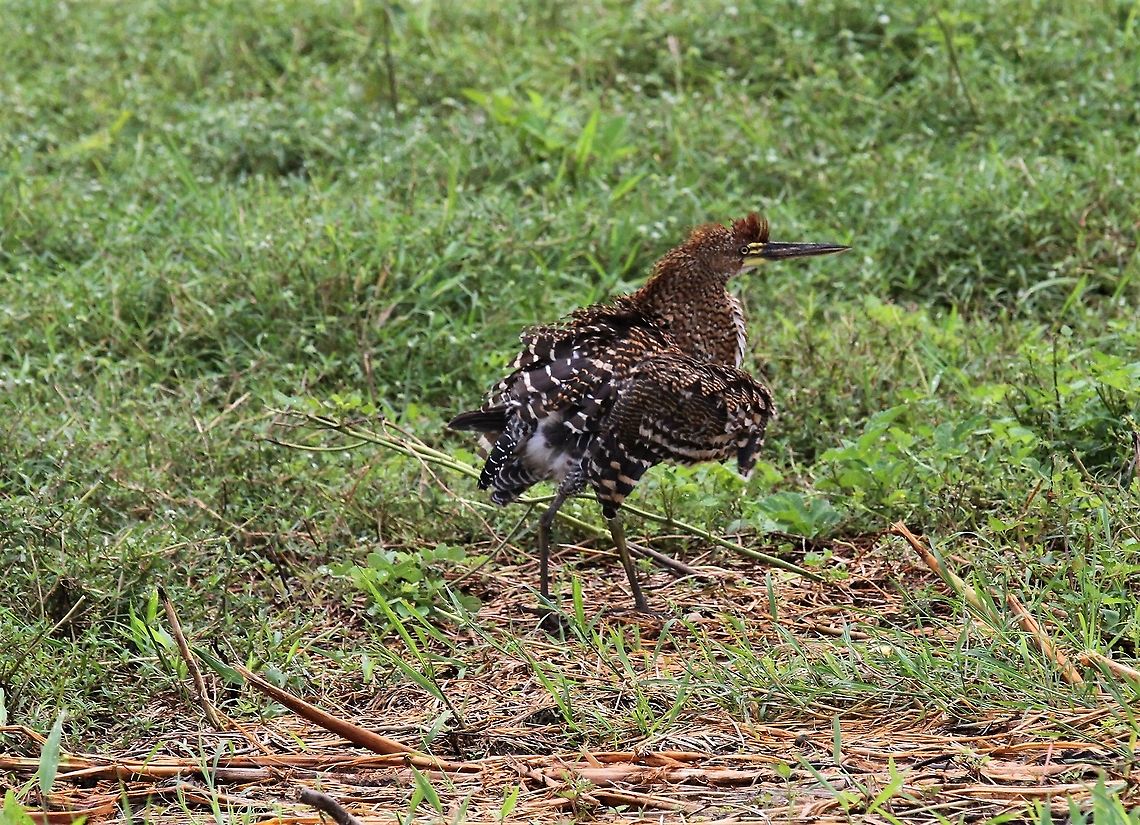 Fasciated Tiger-heron having a shake Having landed - have a shake and dust off Fasciated Tiger Heron,Hato Pinero,Los Llanos,Tigrisoma fasciatum