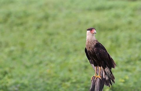 Crested Caracara On the Llanos at Hato Pinero Caracara cheriway,Hato Pinero,Los Llanos,Northern Caracara