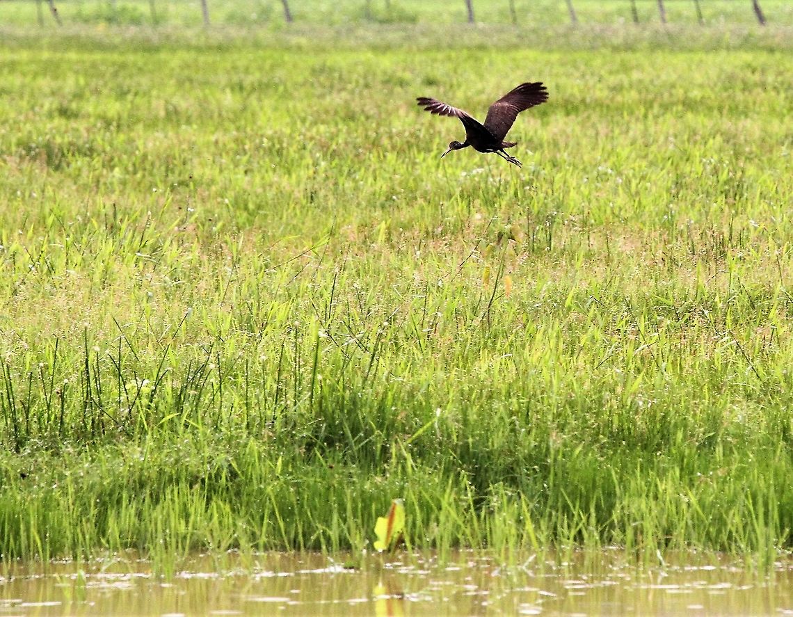 Limpkin Over the Llanos at Hato Pinero Aramus guarauna,Hato Pinero,Limpkin,Los Llanos