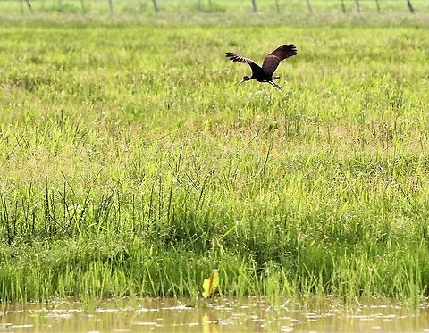 Limpkin Over the Llanos at Hato Pinero Aramus guarauna,Hato Pinero,Limpkin,Los Llanos