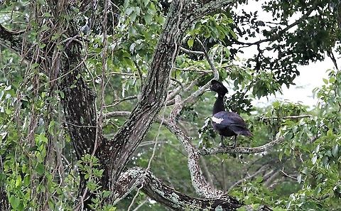 Muscovy Duck - adult female Female Muscovy duck at Hato Pinero Cairina moschata,Hato Pinero,Los Llanos,Muscovy duck