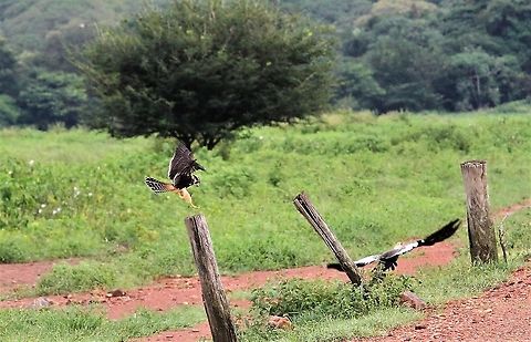 Aplomado Falcon landing This beautiful falcon scares away an ibis Aplomado falcon,Falco femoralis,Hato Pinero,Los Llanos