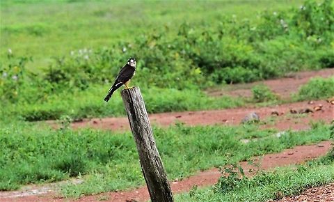 Under the gaze of an Aplomado Falcon Under the gaze of the Aplomado Falcon's beady eyes Aplomado falcon,Falco femoralis,Hato Pinero,Los Llanos