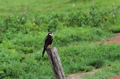 Aplomado Falcon with prey With prey it had just caught on the track Aplomado falcon,Falco femoralis,Hato Pinero,Los Llanos