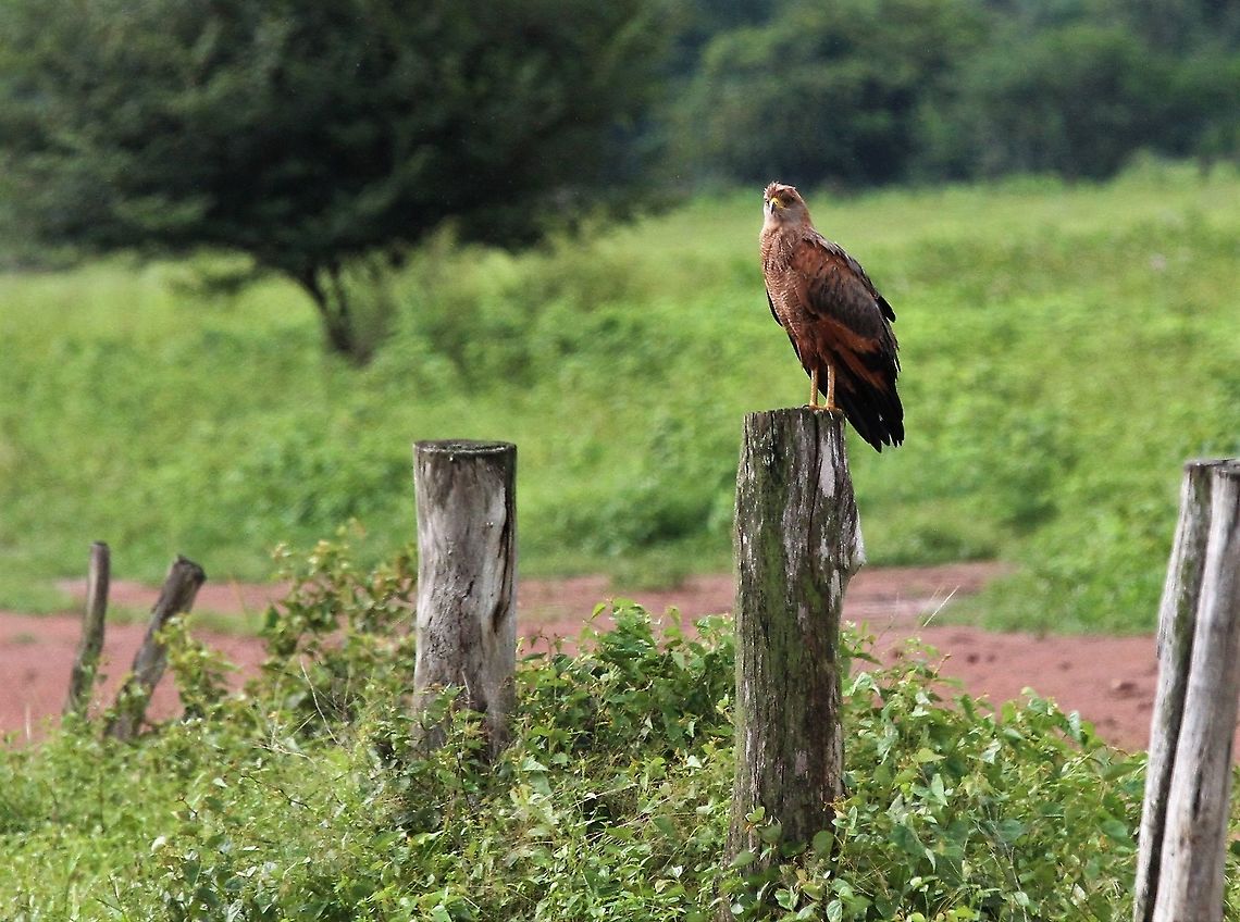 Savanna Hawk Imperious and beautiful hawk Buteogallus meridionalis,Savanna Hawk