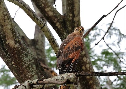 Savanna Hawk Gloriously marked hawk Buteogallus meridionalis,Hato Pinero,Los Llanos,Savanna Hawk