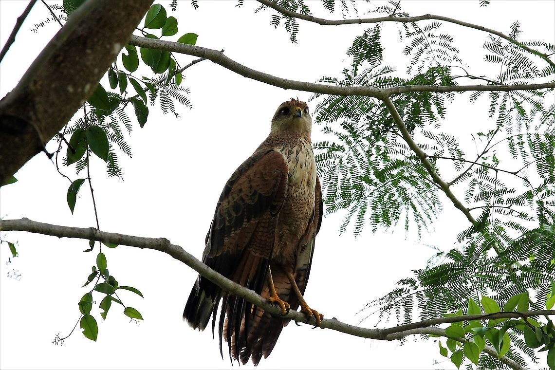 Savanna Hawk Under the gaze of a beauty Buteogallus meridionalis,Hato Pinero,Los Llanos,Savanna Hawk