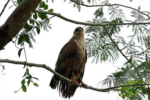 Savanna Hawk Under the gaze of a beauty Buteogallus meridionalis,Hato Pinero,Los Llanos,Savanna Hawk