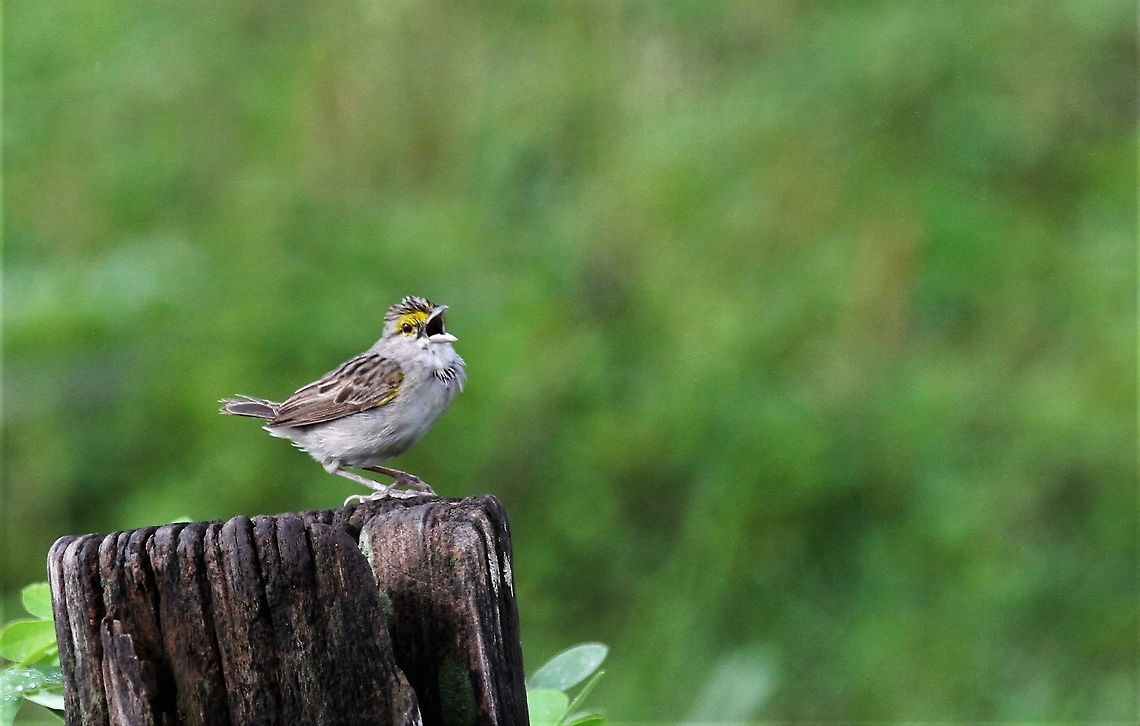 Yellow-browed Sparrow A pretty young sparrow singing its heart out Ammodramus aurifrons,Hato Pinero,Los Llanos,Yellow-browed sparrow