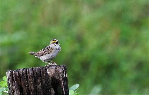 Yellow-browed Sparrow A pretty young sparrow singing its heart out Ammodramus aurifrons,Hato Pinero,Los Llanos,Yellow-browed sparrow