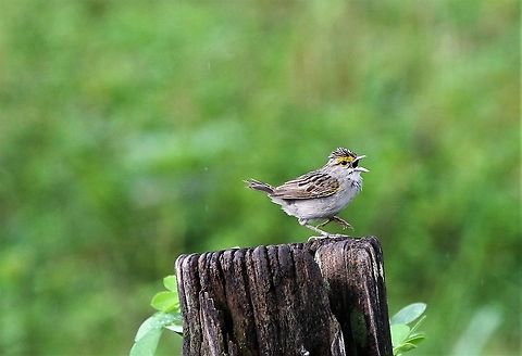 Yellow-browed Sparrow Young sparrow singing its head off Ammodramus aurifrons,Hato Pinero,Los Llanos,Yellow-browed sparrow